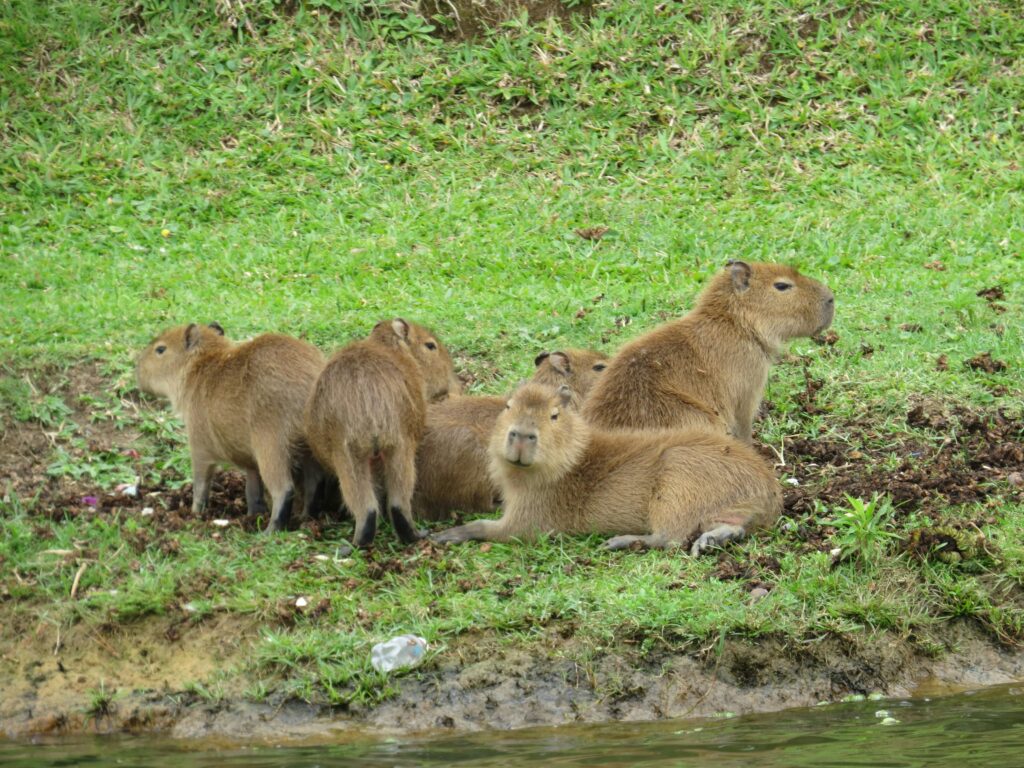 süße kleine Capybaras